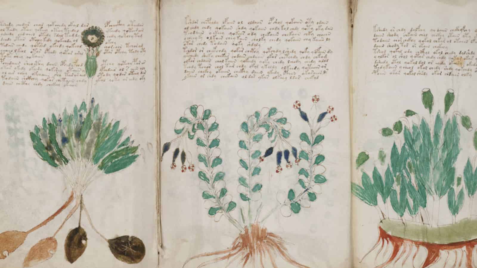 Looking for a nice unresolved botanical mystery ?