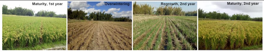 A series of four images. The first of a green flourishing field, followed by a field with the plants having died back for over wintering. The third image has plants resprouting and the fourth another field of flourishing plants.