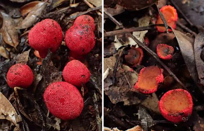 Plants that look like red bobbly fungi on the left. On the right, the caps are eaten showing a hollow interior.