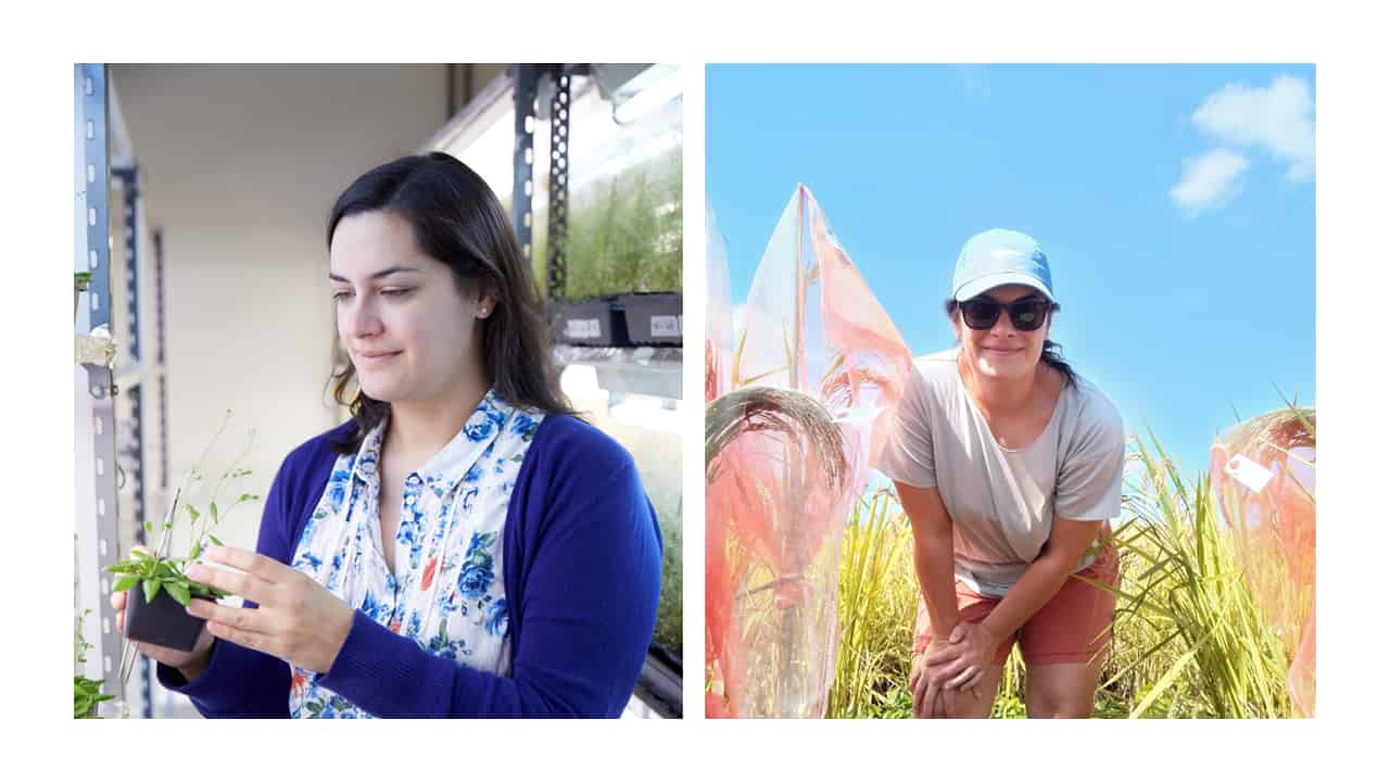 Left, a woman looks with admiration at a tall cress plant. Right, she is poised for action in a rice field.