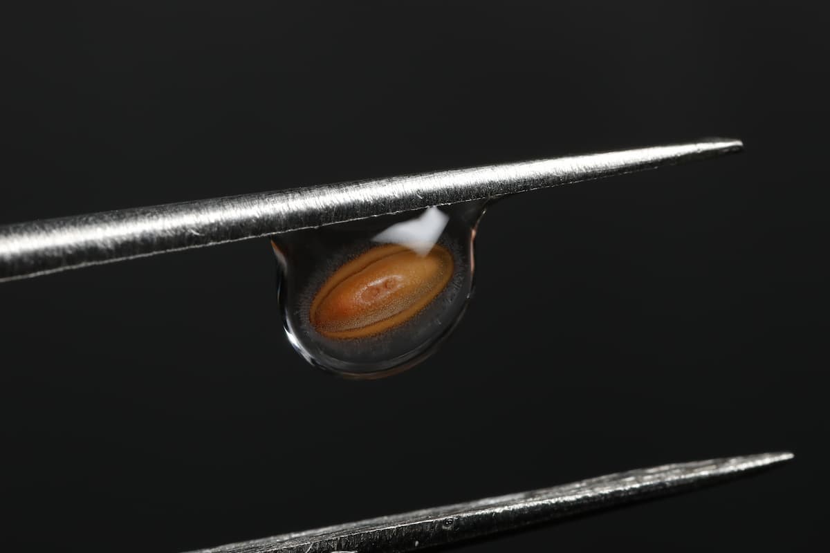 Study reveals ‘sticky situation’ for seeds in warming regions