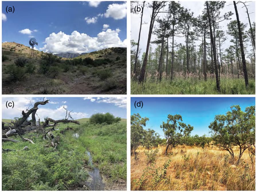 Can digital assessment of endangered plants outrace extinction?