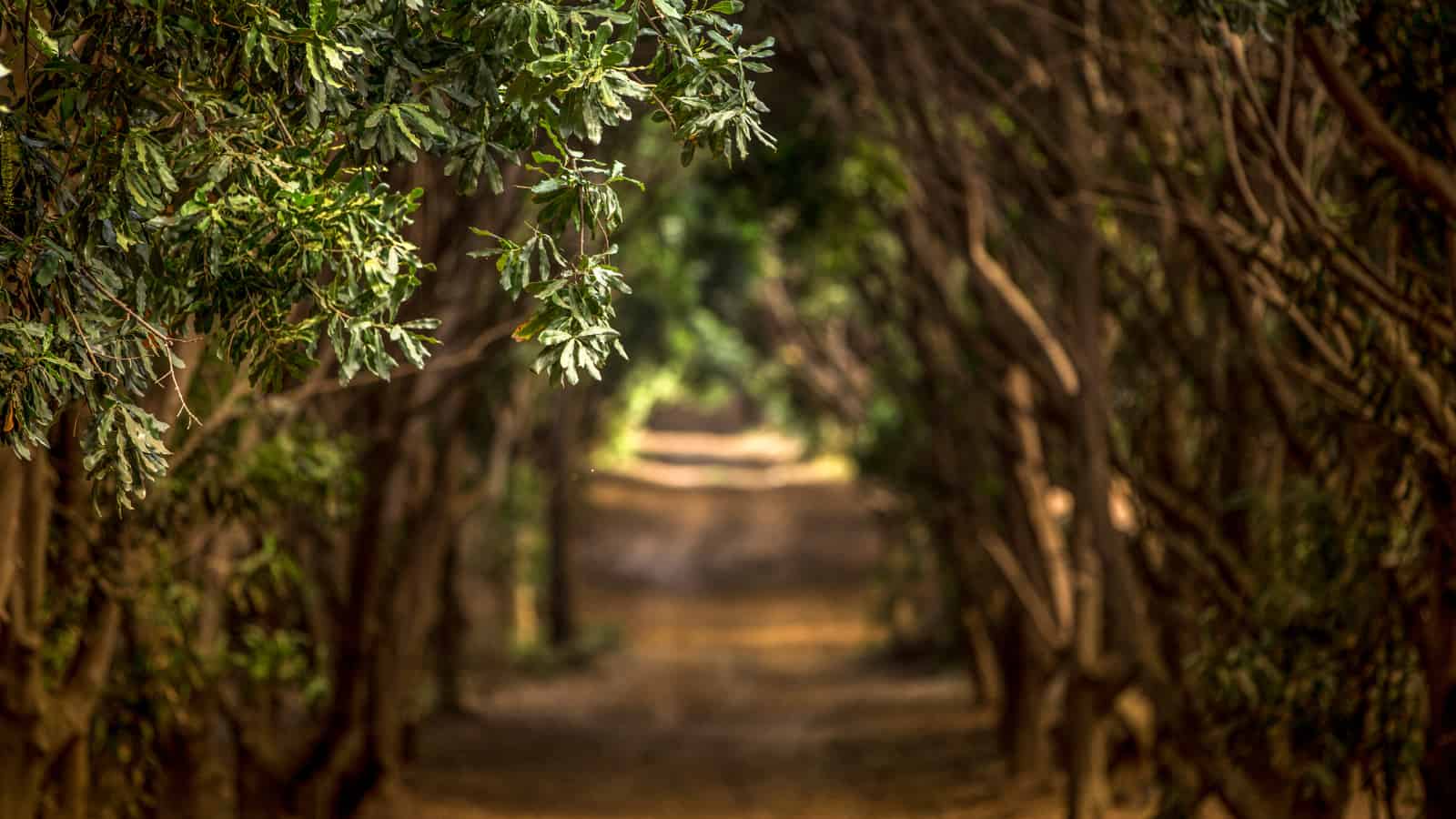 Smart Orchards aid the messy business of pollination