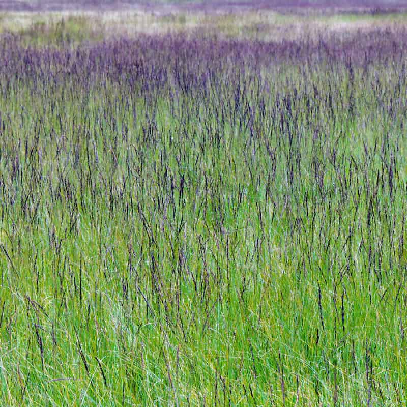 Purple Moor Grass prevents Oaks from getting help finding nutrients