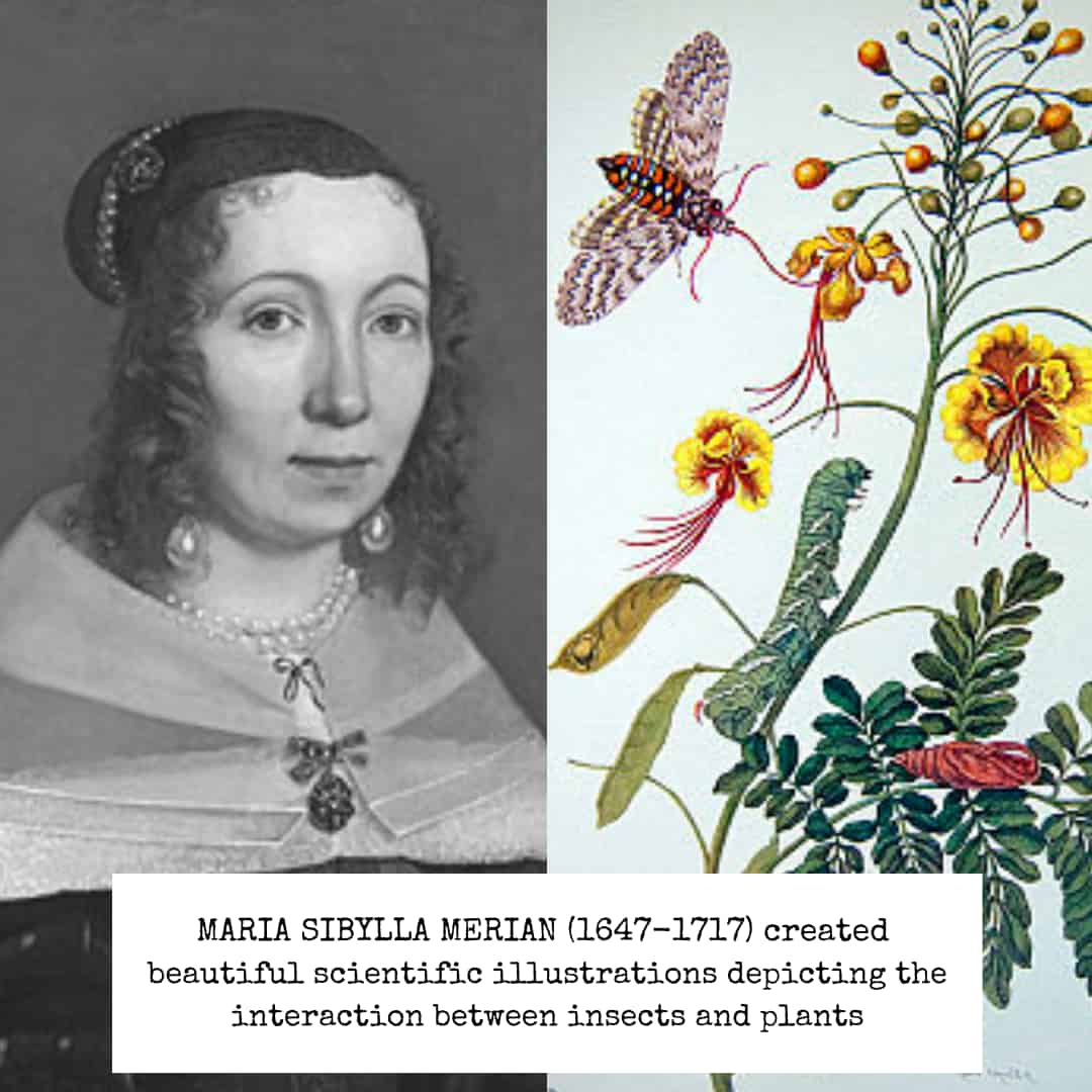 A portrait of Maria Sibylla Merian in black and white on the left. A colourful image of moths and caterpillars on a plant on the right.
Caption: MARIA SIBYLLA MERIAN (1647-1717) created beautiful scientific illustrations between insects and plants.
