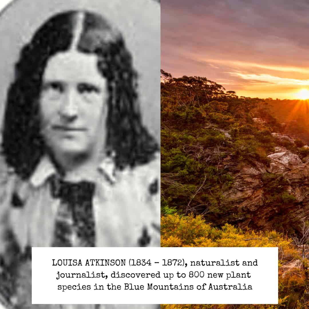 A black and white photo of Louisa Atkinson on the left, looking like she lives in the wild west. On the right, shafts of early sunlight pierce the skies over the lush slopes of the Blue Mountains.
Caption: LOUISA ATKINSON (1834-1872), naturalist and journalist, discovered up to 800 new plant species in the Blue Mountains of Australia. 