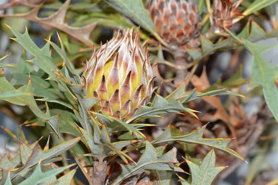 A green-yellow orb covered in spikes is the only usable image I could find of Banksia arborea.