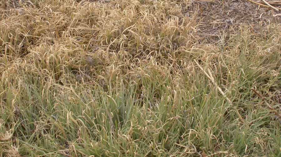 Straggly looking grass forming a mat on the prairie.