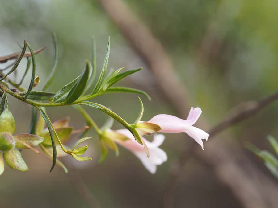 A delicate white flower appears from a green sprig.