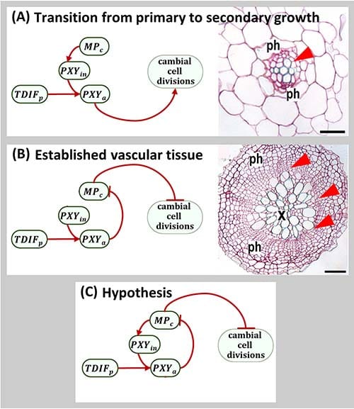 Three boxes contain diagrams of interactions between PXY and MP in Arabidopsis secondary growth. The upper two boxes also contain images of root transverse sections to highlight the tissue morphology in which these interactions occur. The lower box contains the hypothesis, which integrates the two interactions into a negative feedback loop. The upper box is a diagram of the transition from primary to secondary growth. MP at the top of a feed-forward loop promotes cambial cell divisions. MP activates PXY expression, and PXY promotes initial cambial cell divisions upon interaction with TDIF. The middle box is a diagram of established vascular tissue. MP acts as a repressor of cambium cell division in established vascular tissue. When secondary growth is established, MP represses cambial cell division and is repressed by TDIF-PXY. The lower box shows the hypothesized MP negative feedback loop. TDIF-PXY promotes cambial cell division via the prevention of MP activation.