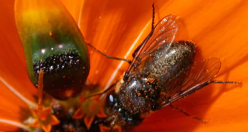 An orange daisy with a close-up of a male fly with a scatter of pollen over his body. Left is what might look like a lady fly, but is actually a modified petal.