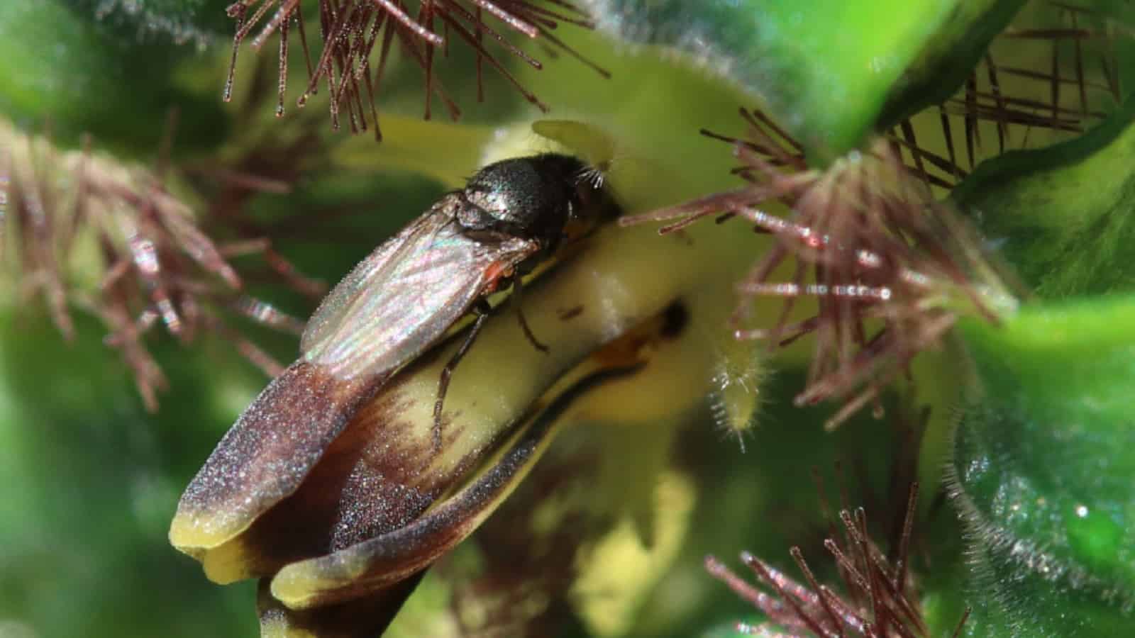 Ceropegia gerrardii smells of pain to attract ‘blood’ drinking flies