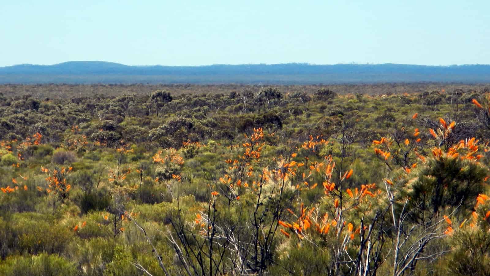 The scrub-like Australian outback with golden flowers, dark green shrubbery and bleached grey branches. 