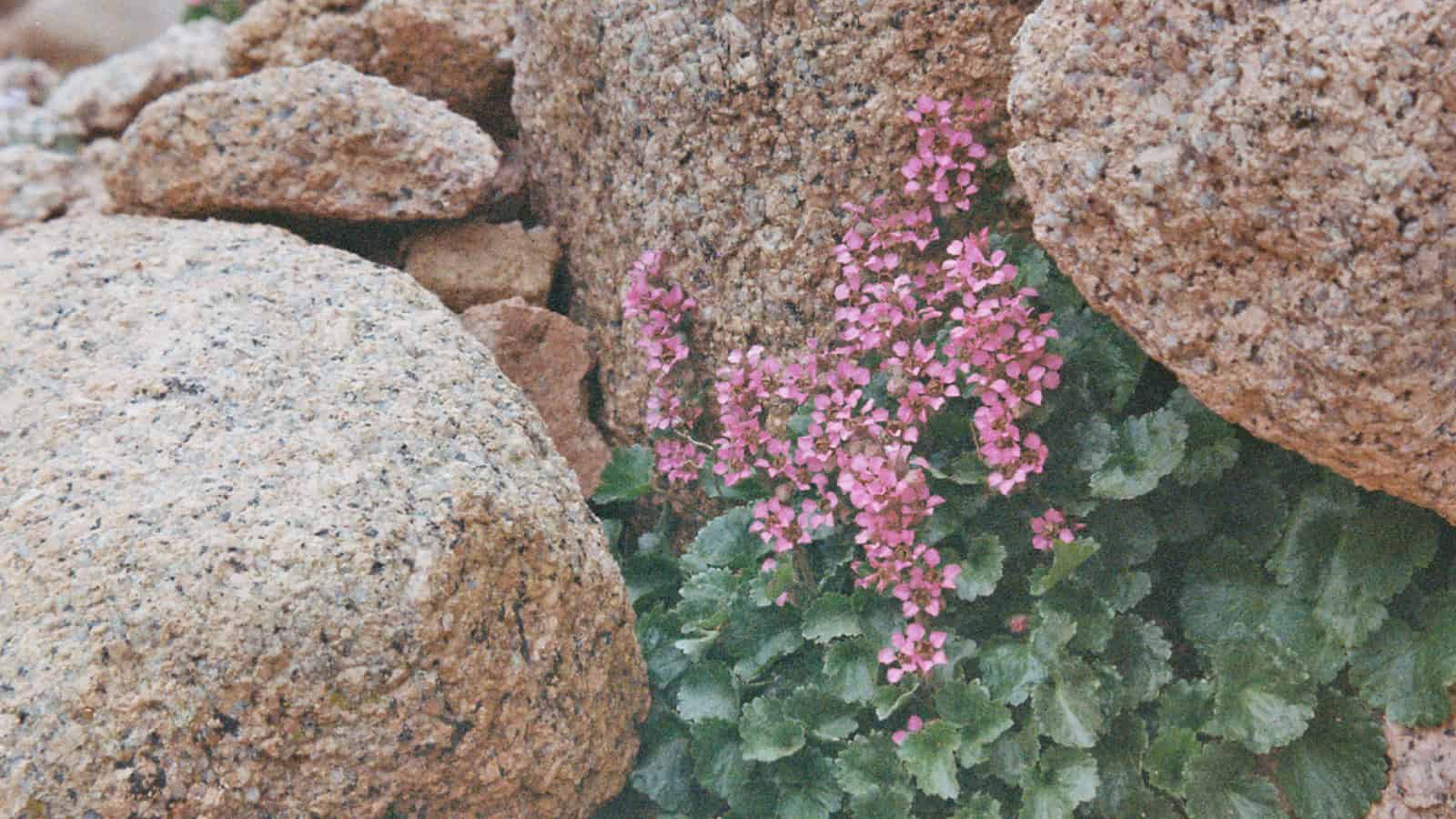A small purple-flowered plant hides in a rock crevice in Colorado.
