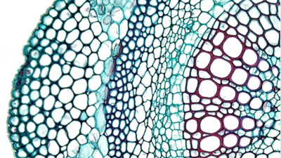 What drives cambium development?