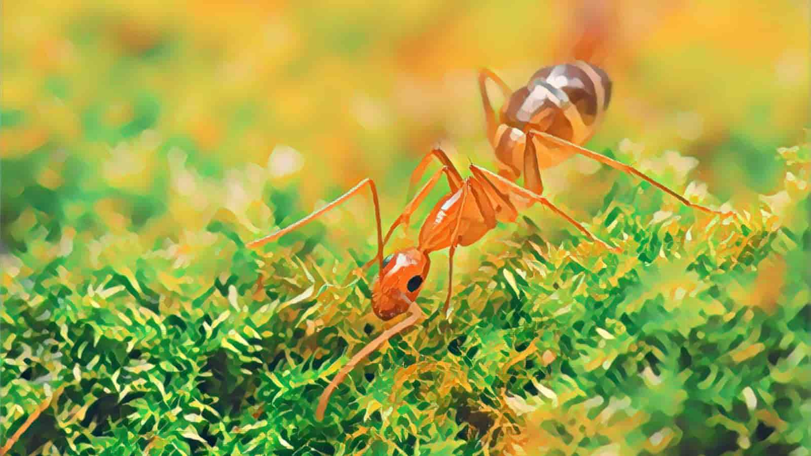 Ants can be the villains of conservation