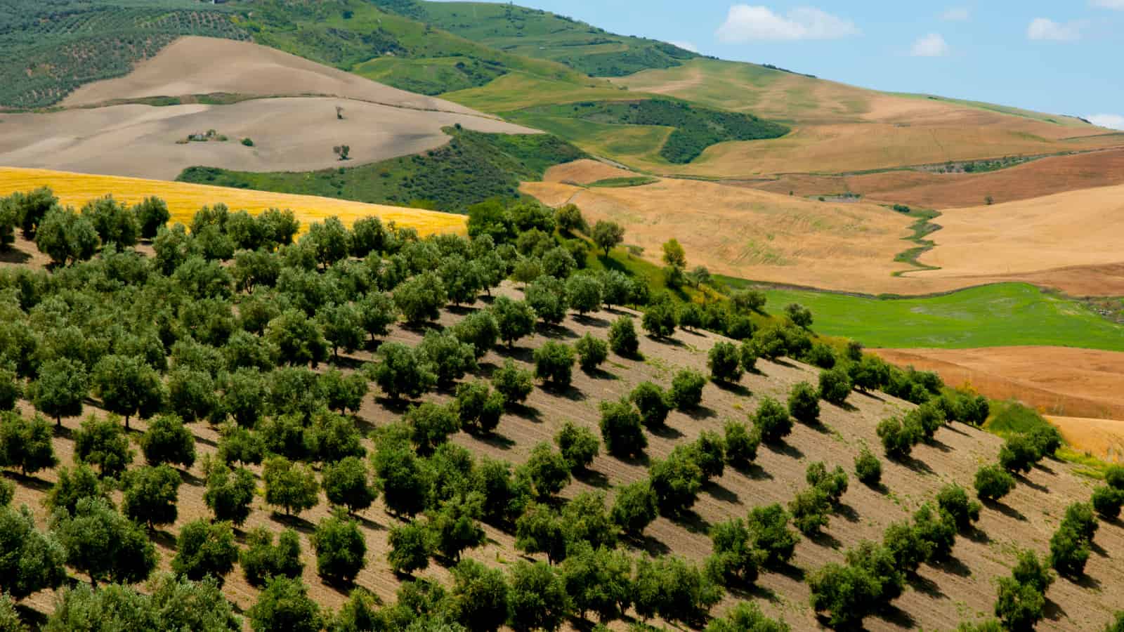 A hillside dotted with regularly spaced olive trees, the sun is just off noon. Beyond lie parched fields.