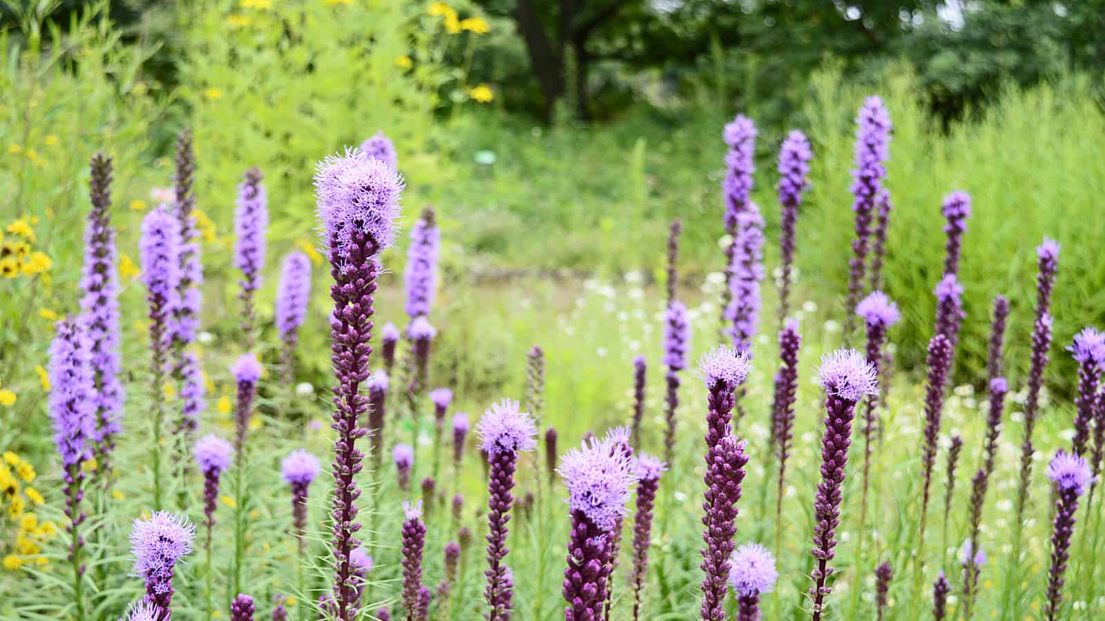 Spikes of Rough Blazing Star standing to attention. Flowers of light purple open at the top of the spike and work their way down, so that they appear to be wearing a hairstyle not seen since 1980s synth bands. If Kajagoogoo were reincarnated as North American wildflowers, this is how they'd look.