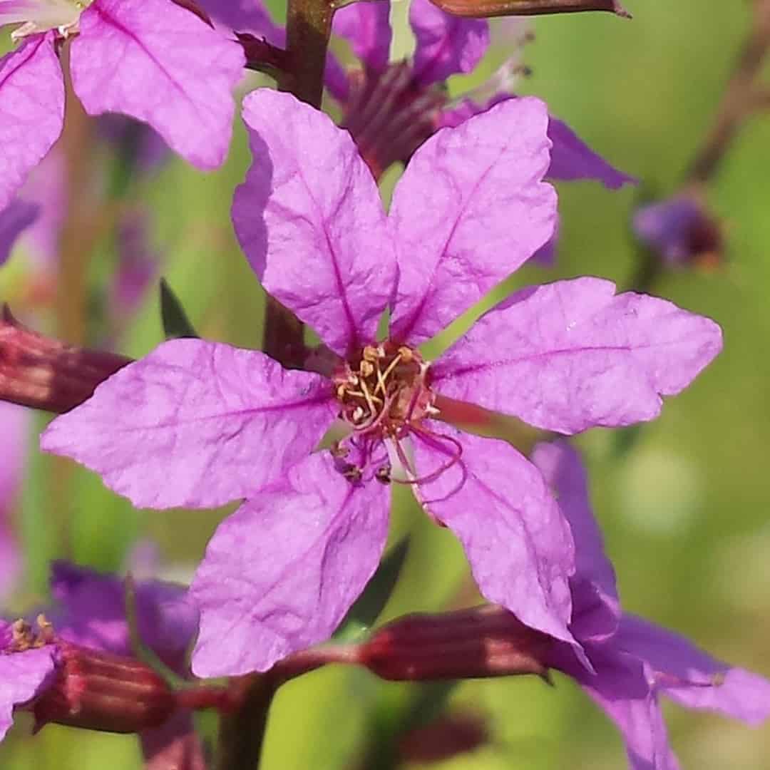A purple flower with thin petals in a star shape that looks extremely similar to the flower above.