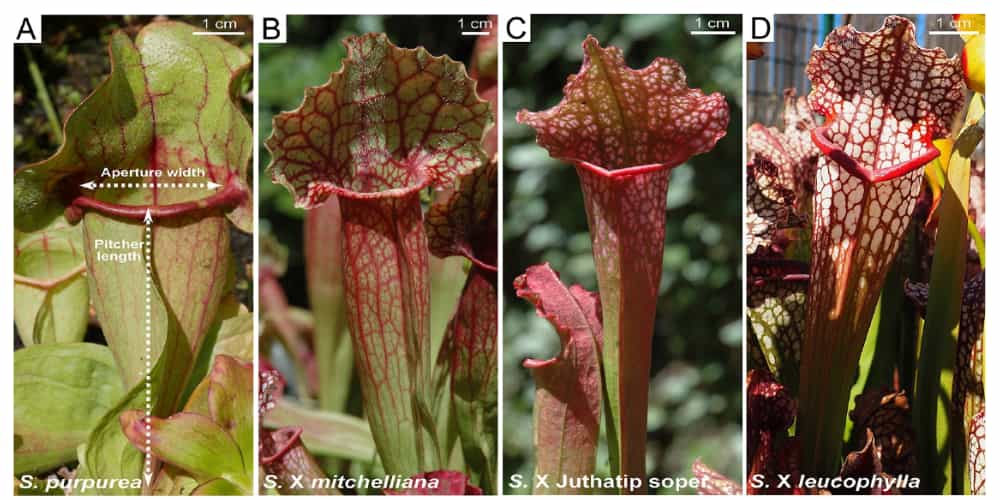 Four veiny looking pitchers, of varying heights and widths.
