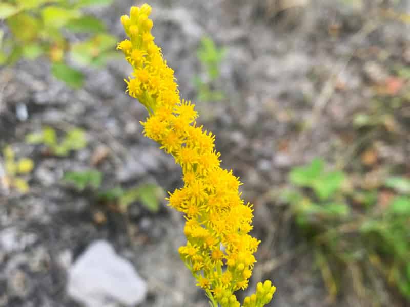 A flower spike with many small golden flowers on it. The golden top the spike sits on a long green stem, so that, en masse, the golden flowers look like they're floating in a sea of green. You don't really get that effect from the single spike shown here.