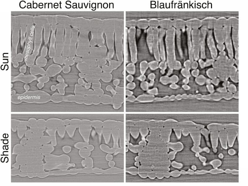 Two X-rays of leaf cross-sections. The gaps in the shaded leaves are noticeably bigger.