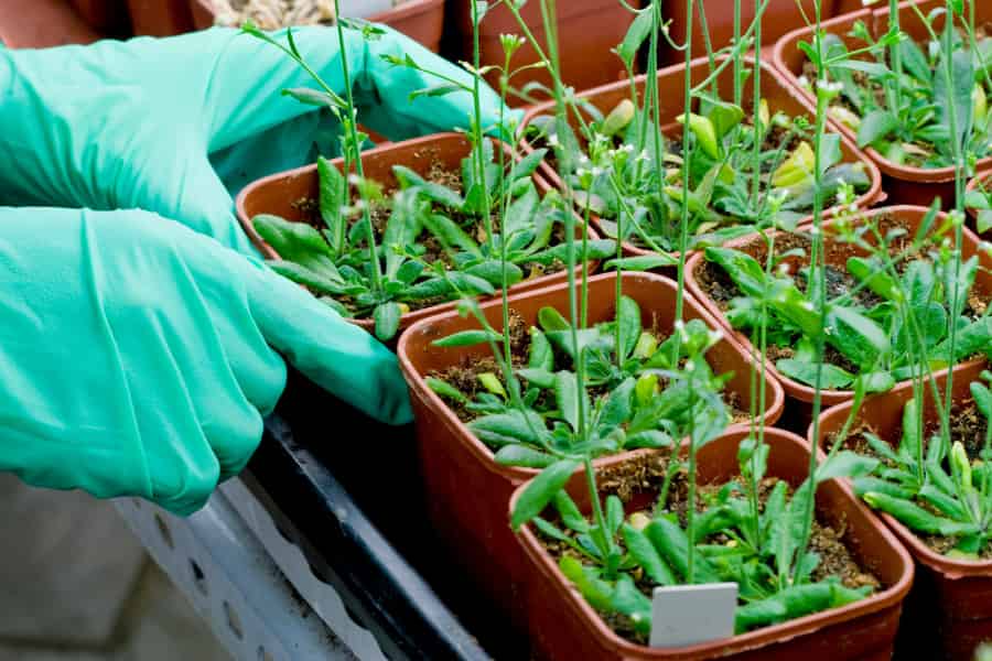 Gloved hands handle Arabidopsis in tubs.