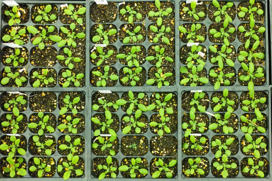 Many Arabidopsis plants in tubs seen from above in a 9 x 8 grid.