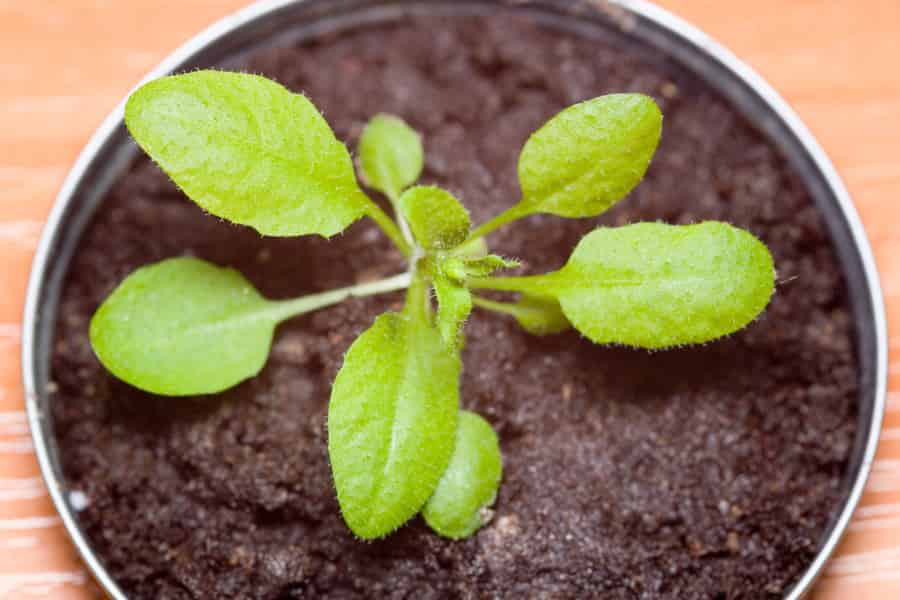 Arabidopsis thaliana – the botanist’s lab rat