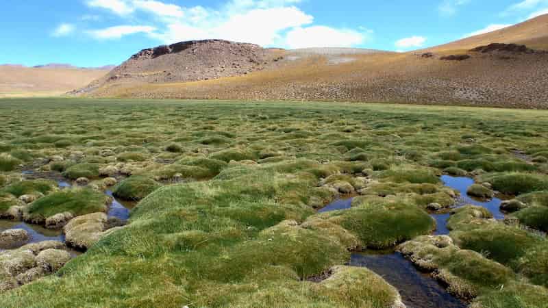 View across low tussocks of grass criss-crossed by shallow waterways.