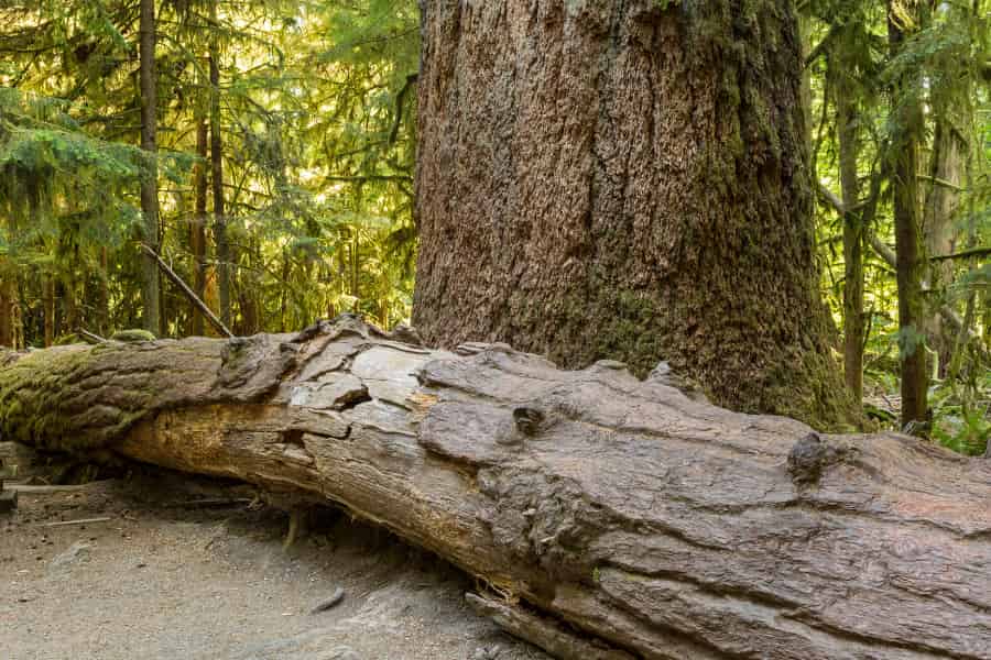 A large fir trunk stands behind a fallen trunk of another tree.