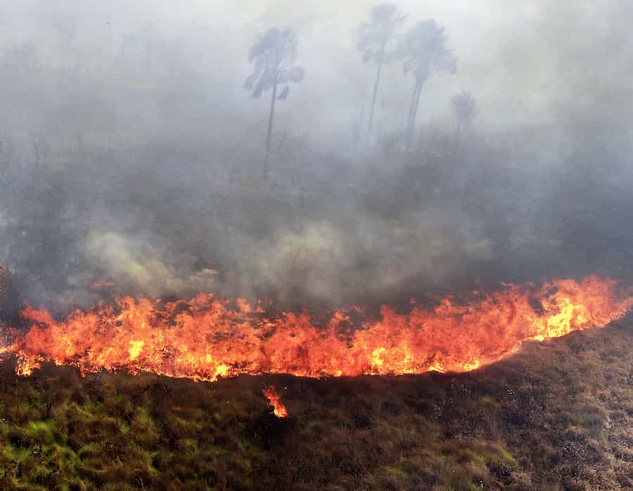 Rising from the ashes: The “Phoenix plants” that flower the next day after burning