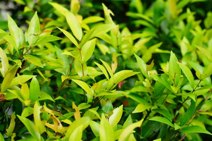 Light green Syzygium leaves that look like your archetypal oval leaf shape.