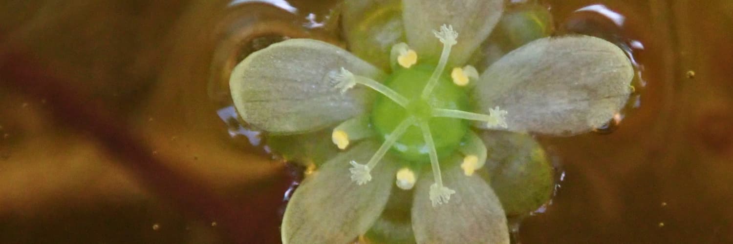 Unexpected Discovery of Endangered Aquatic Plant in Japan