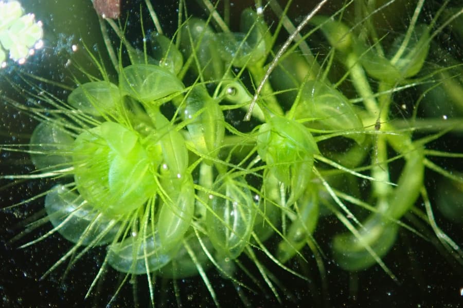 A plant with a green stem. Off this stem come rows of branches, with venus fly trap style traps at the end of them.