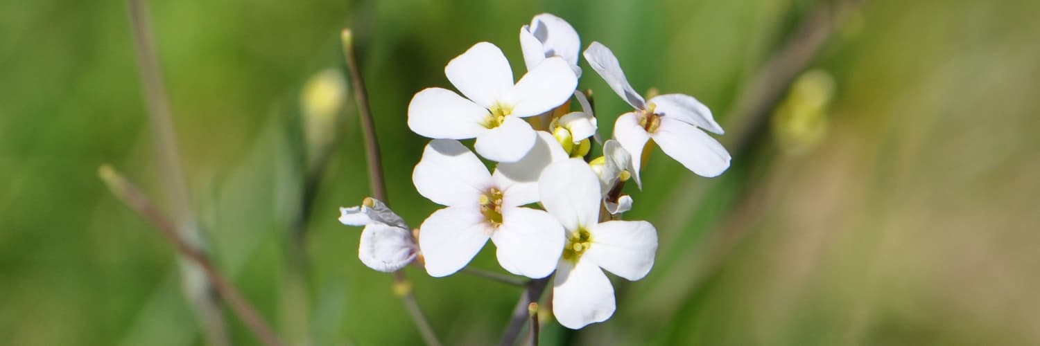 Modifier Genes Challenge Traditional Views of Self-Incompatibility Breakdown