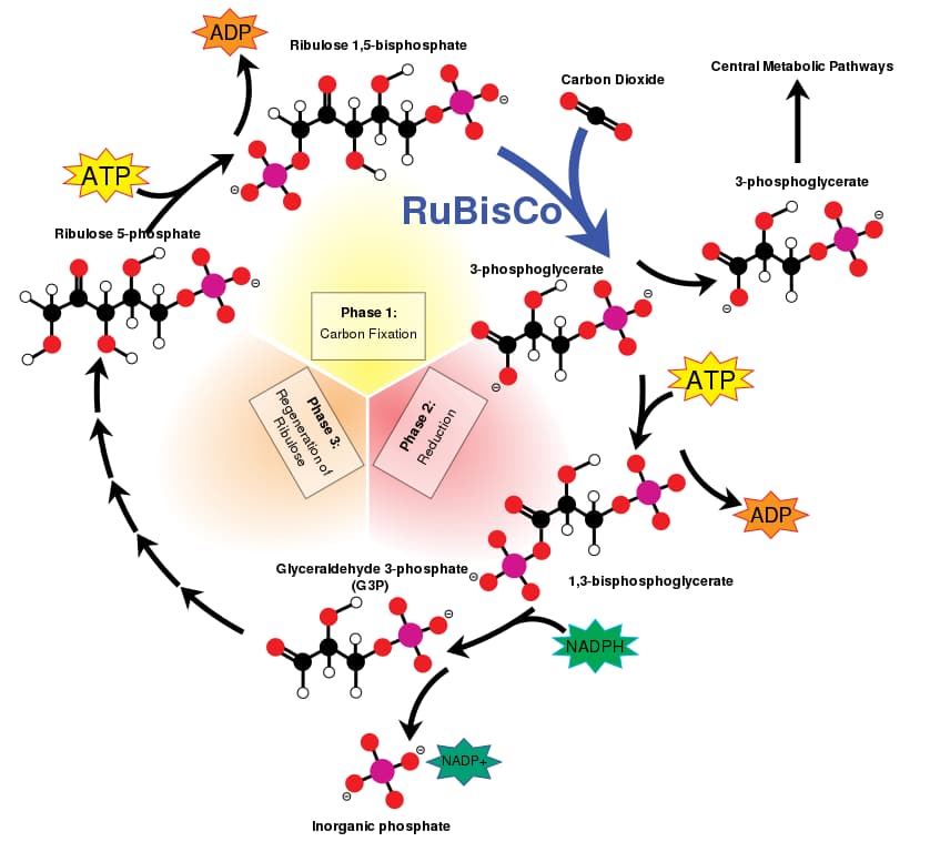 A diagram showing the phases of the Calvin Cycle, with RuBisCO prominently labelled in the 'picks up Carbon Dioxide' section.