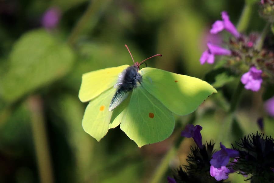 A black furry oval held aloft on lime greeny yellow, or maybe yellowy green, wings in dappled shade.