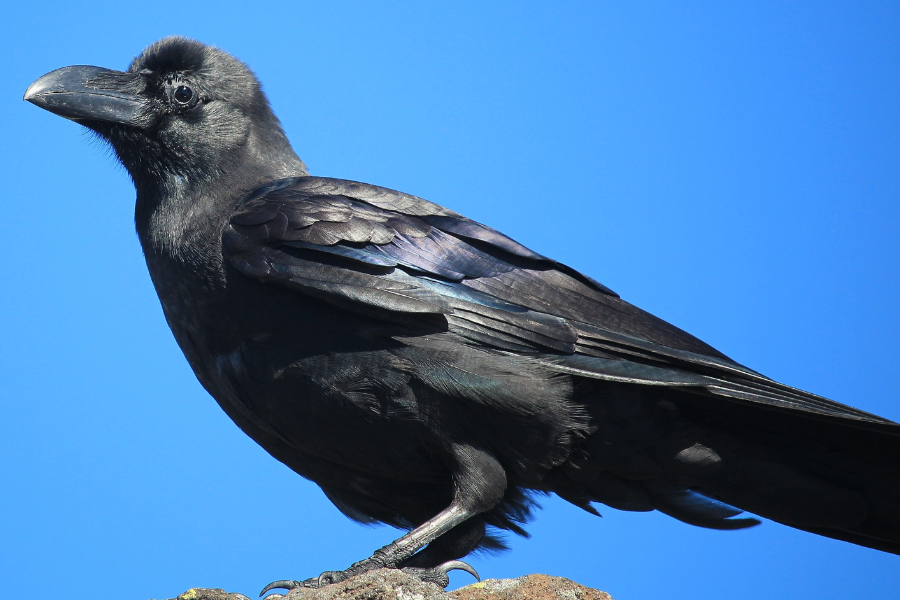 A crow that, if you're an ornithologist, looks like it has a large bill.