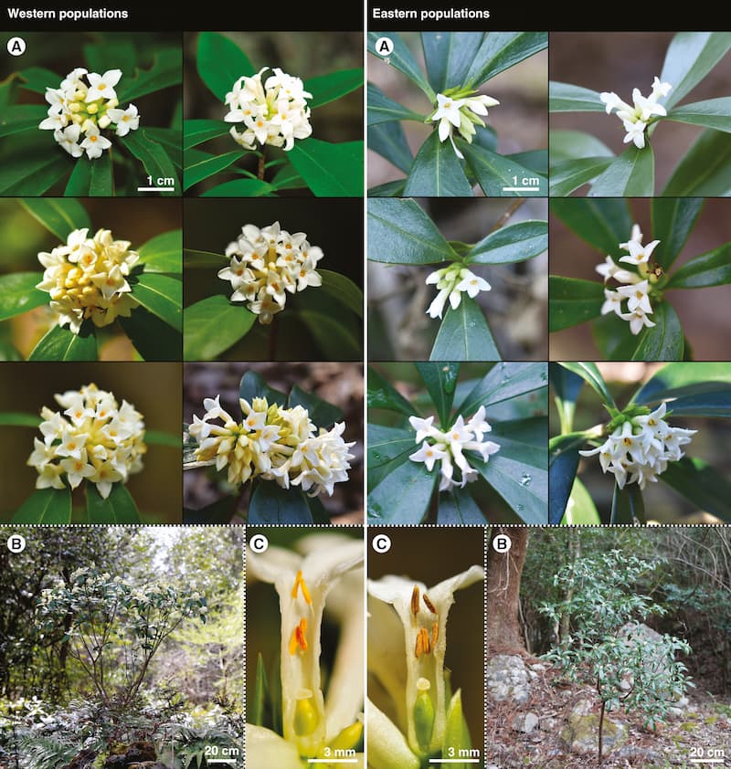 Comparisons of Daphne flowers, small explosions of multiple flowers sit on a stalk with leaves pointing away from the stalk. The flowers in the eastern group are visibly smaller.