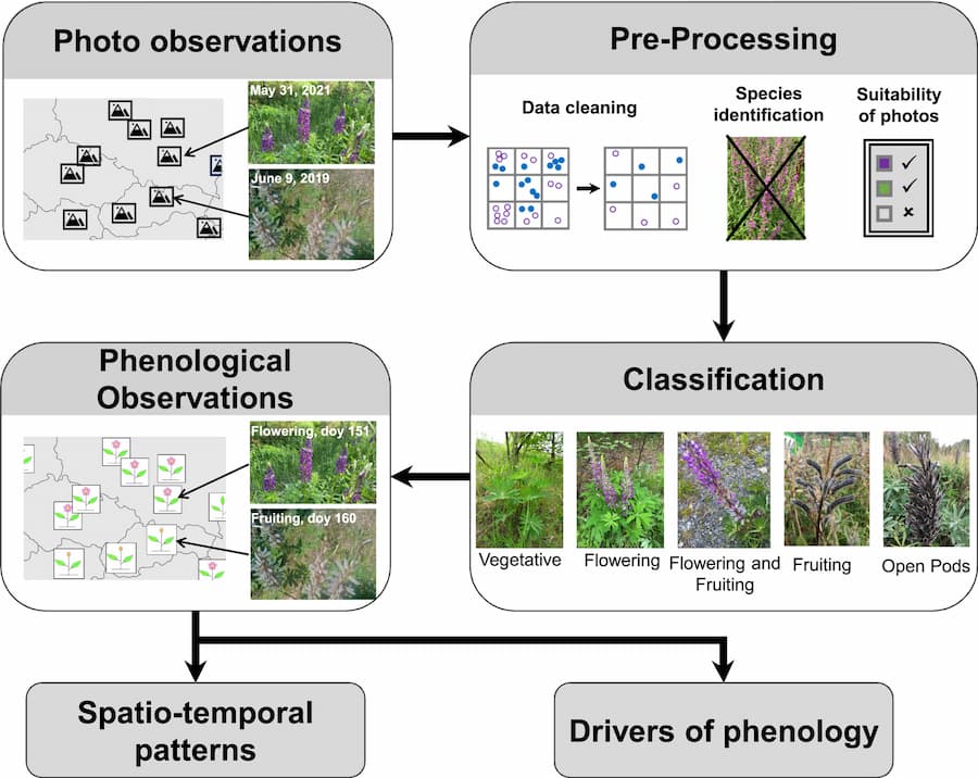 A diagram of the workflow of iPhenology. Photo observations are sifted for quality and suitability before being classified. These then form phenological observations that can be classified to observe patterns and determine what drives the changes.