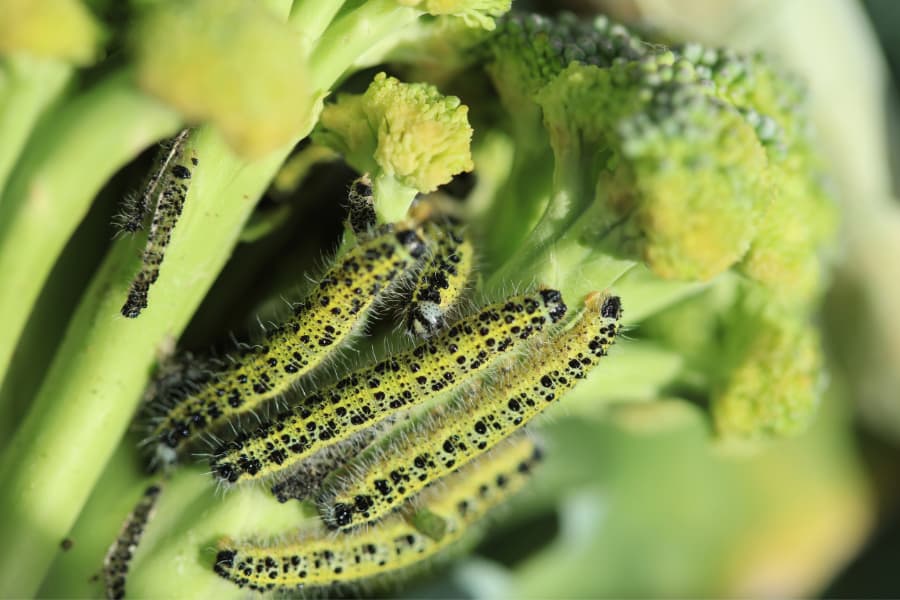 A horde of caterpillars ravage some broccoli.