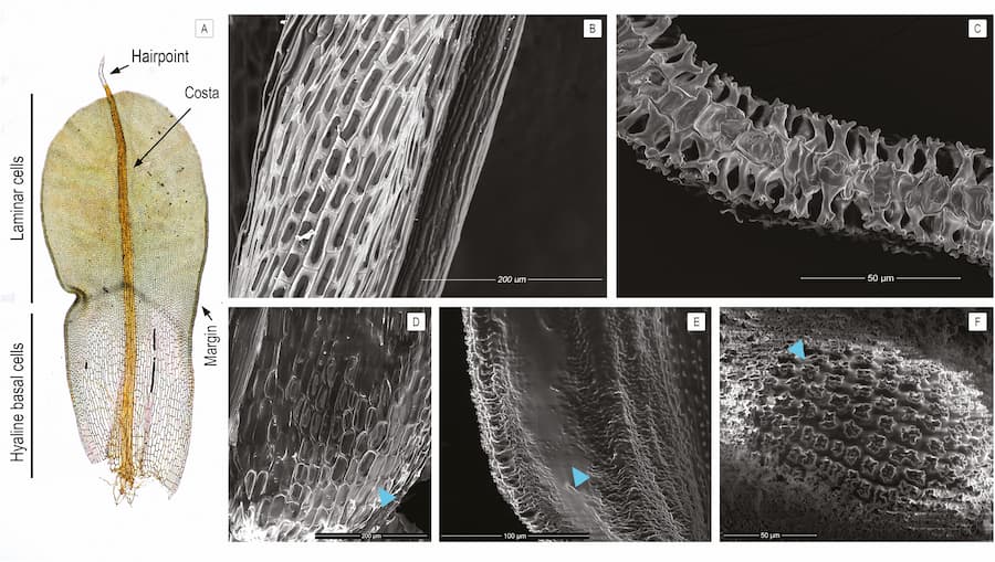 An image of a Syntrichia princeps leaf, left with close up microscope scans of the leaf in a dry and wet condition.