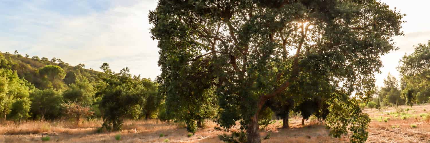 The Roots of Western European Cork Trees Can Be Found in East Asia