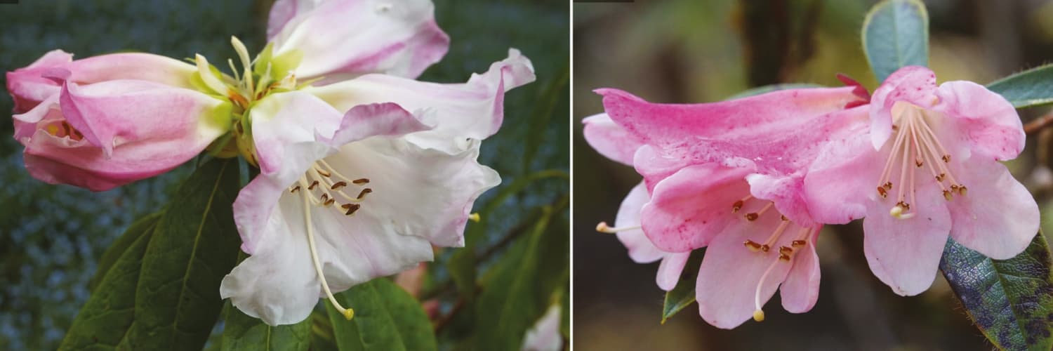 Pulling apart the many chromosomes of Rhododendron to improve conservation