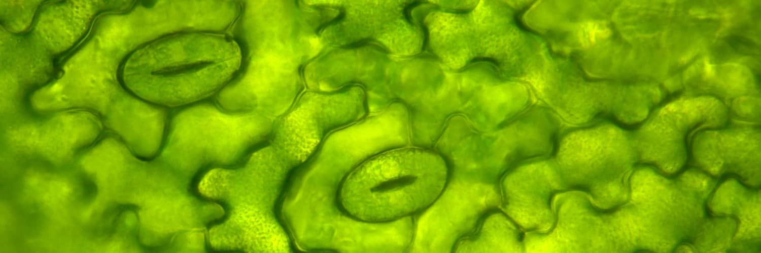 Discovering the Plants’ Sense of Smell: The Role of Stomata in the Ability to Detect Olfactory Signals