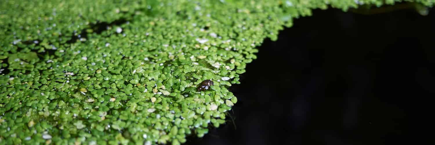 Tiny Plant Made Smaller By Microbes