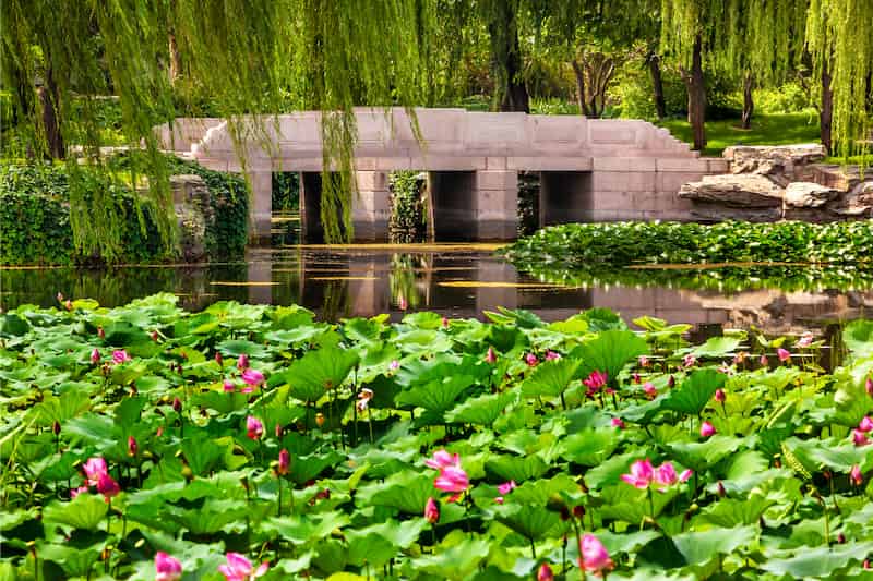 Quite a modern-looking bridge crosses the water. Over much of the water grow lotus plants. The feeling is  of the kind of peace and tranquility that only comes from knowing you can have anyone who annoys you sentenced to death. 