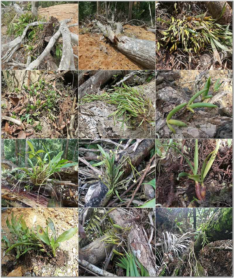Various green plants attached to logged trees. Without rescue, they clearly don't have long for this world.
