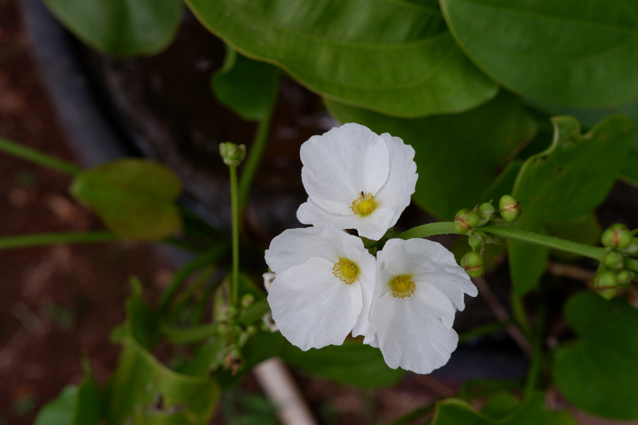 Three anonymous looking white flowers with small yellow cores at their centre. They're on on lush green foliage that, from the angle of the camera, isn't obviously aquatic.